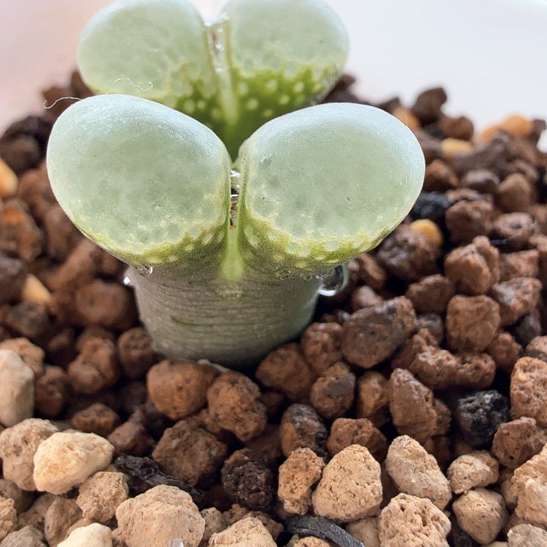 2.5.26/泡泡窗双头/多肉植物