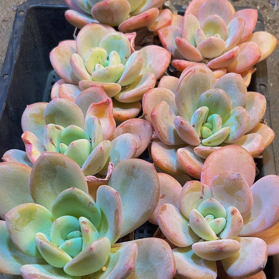 066多肉葡萄的味道是真的