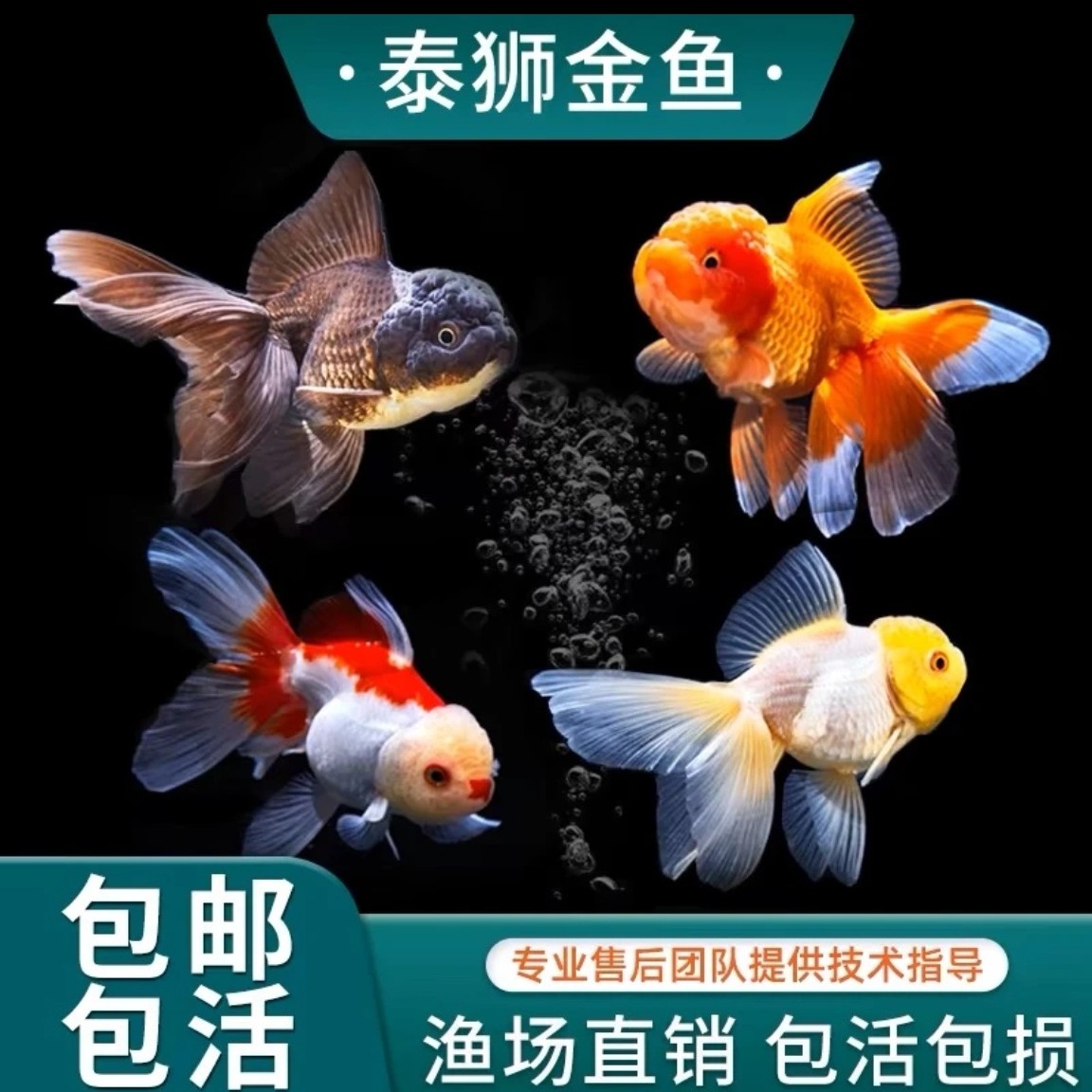 无开箱视频不售后泰狮金鱼尺寸跟颜色以直播间为准