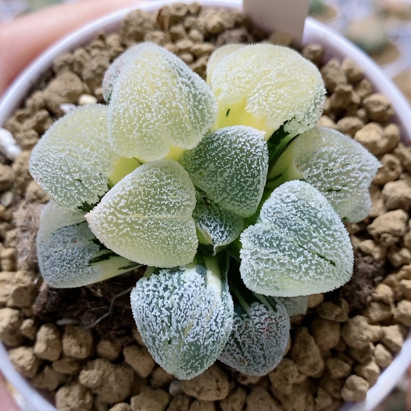 【闪购商品】47粉雪磨面锦