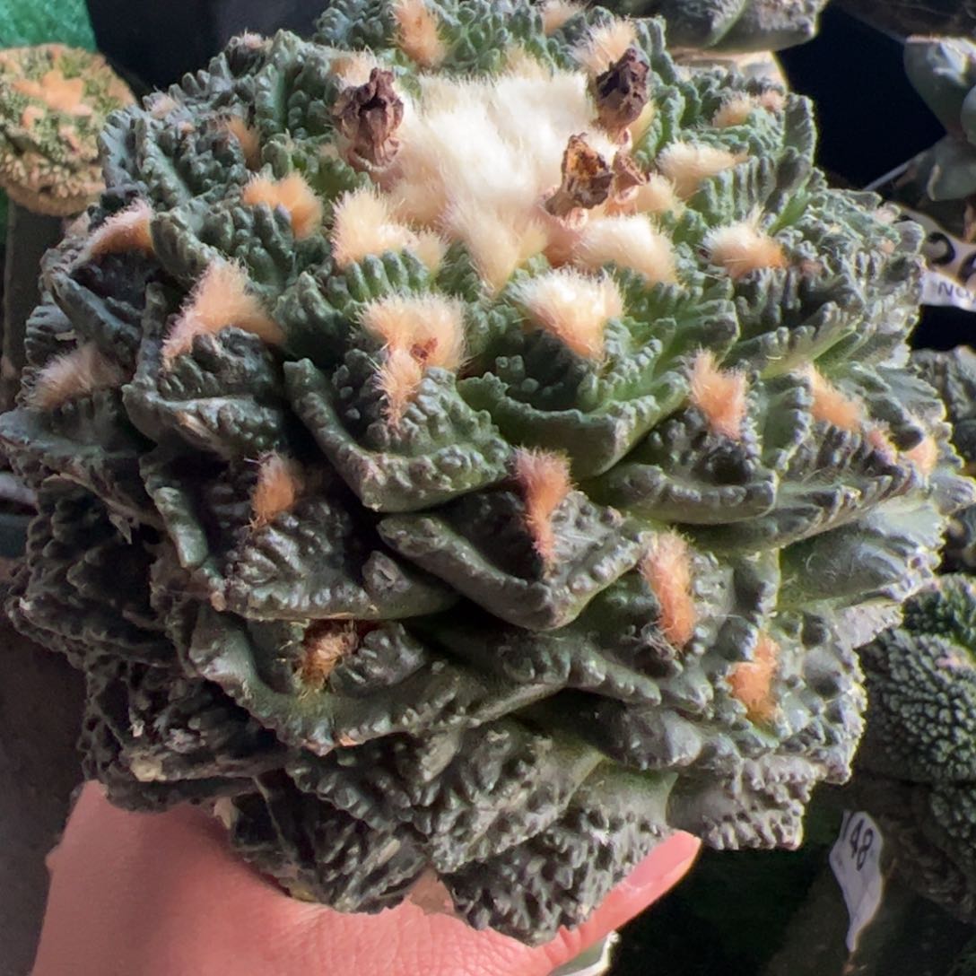 大个辛顿牡丹11公分128