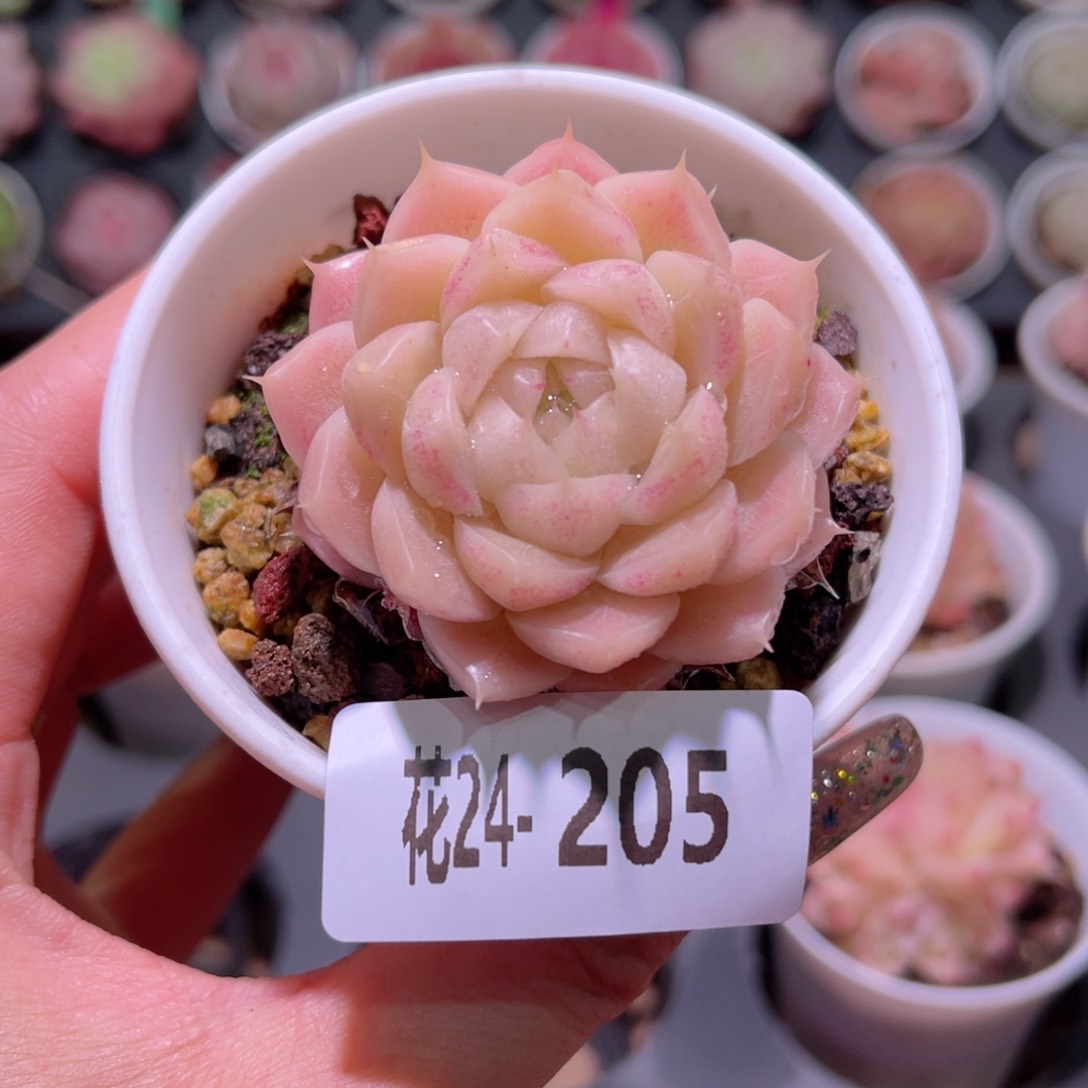 花利美24-205麦秆