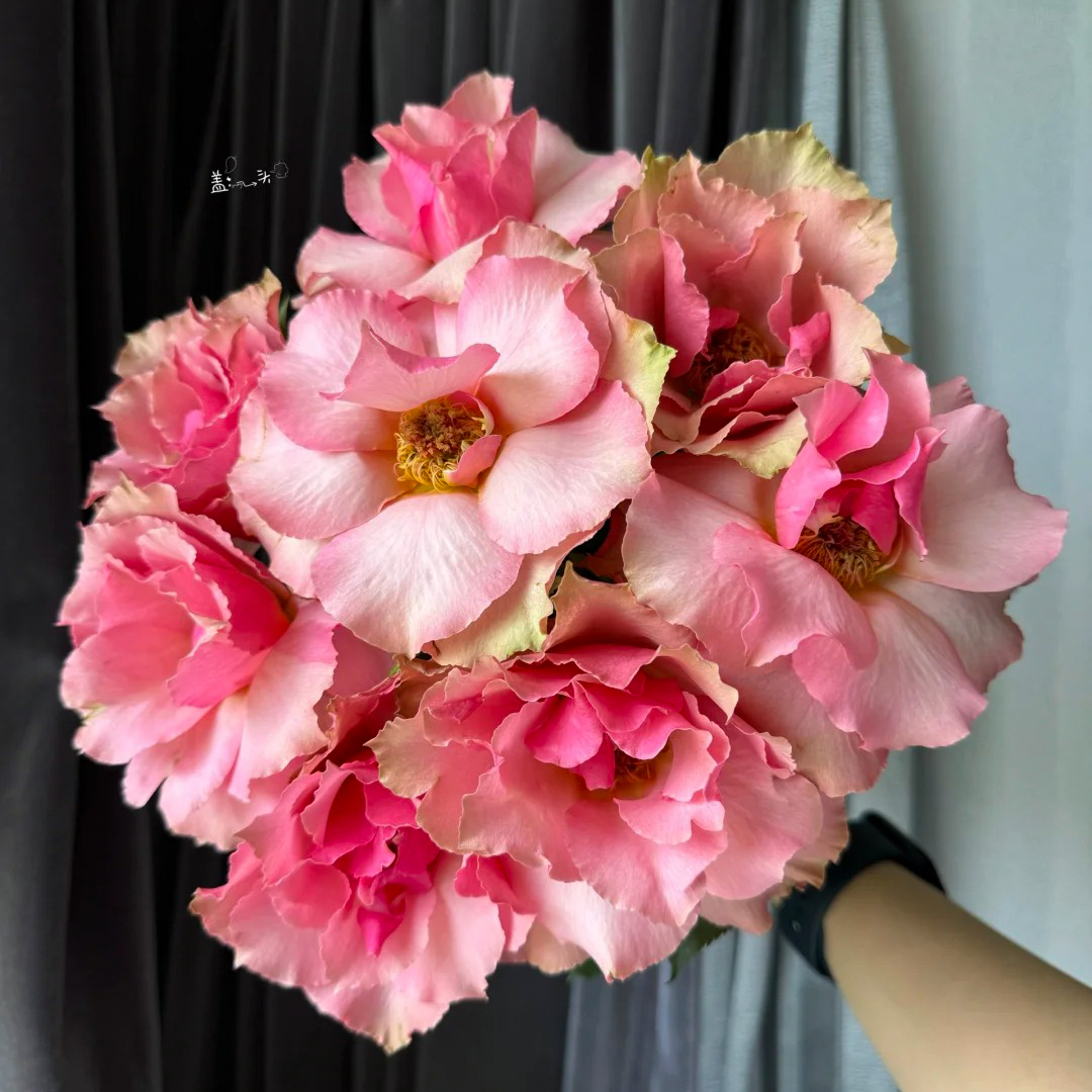 七叶花坊# 【德芮尔-虞姬小公主】鲜花优选 顺丰直发 