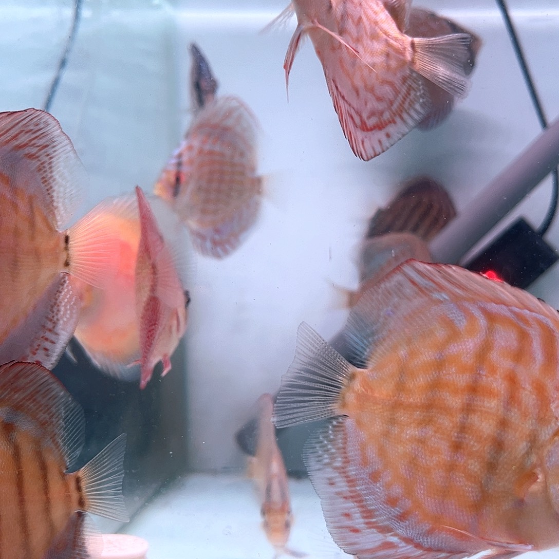 鱼***鱼新疆偏远地区运费补差价80