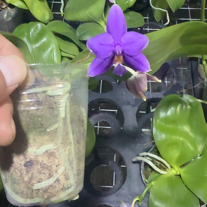 完全开放印地狗交贝丽娜2.8寸带花