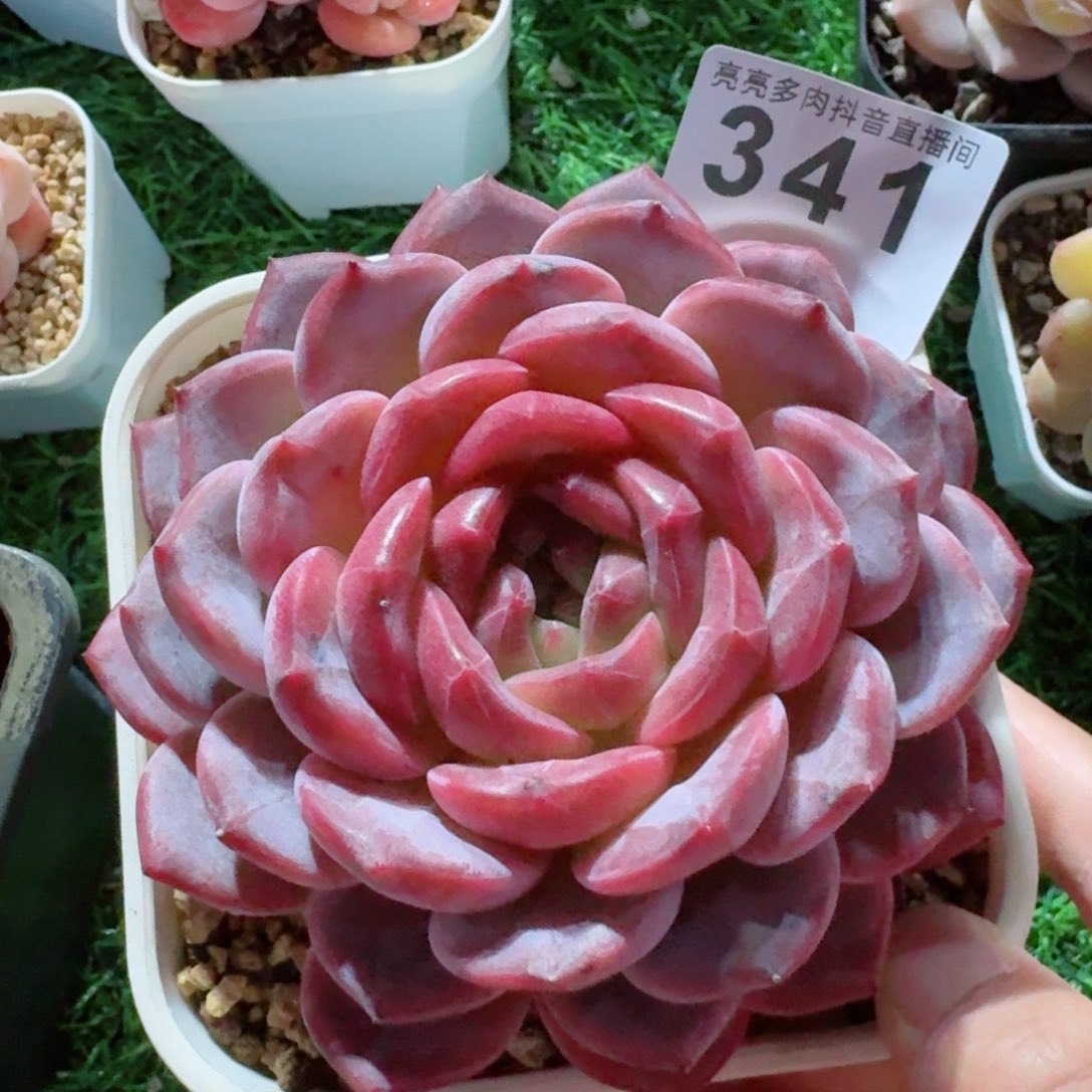 大大母本         精品多肉