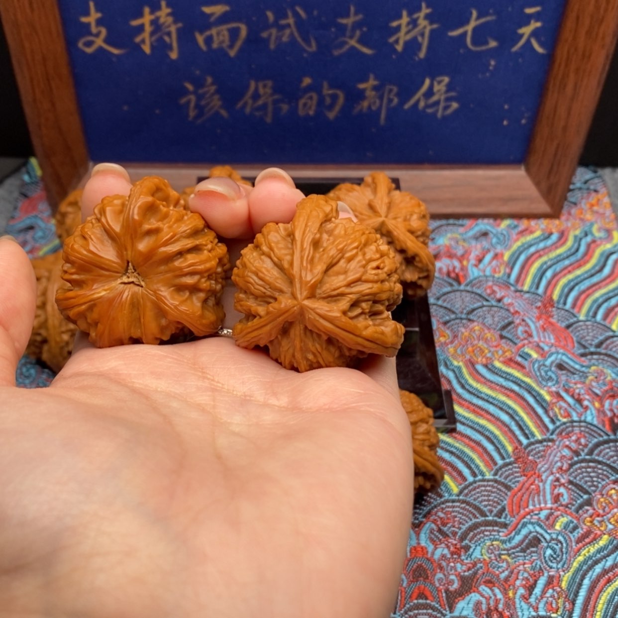 【闪购商品】无*白狮