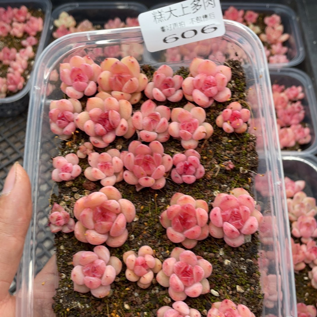 糕大上多肉植物606