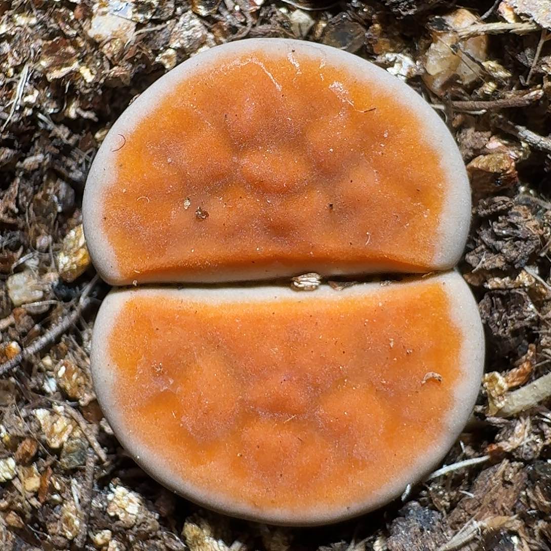 生石花等1111111。  1公分半。   296