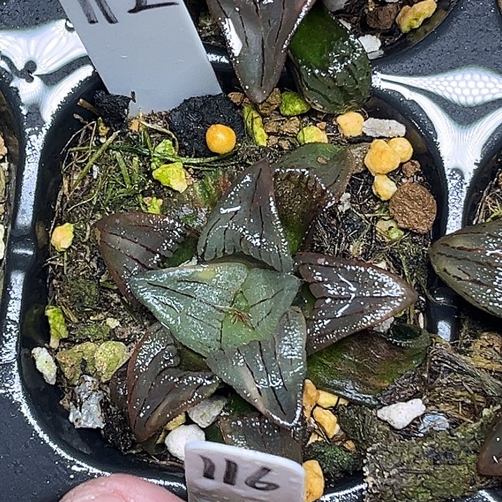 112红纹寿锦头家多肉十二卷