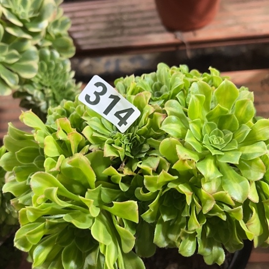 8***m多肉植物一个琉璃314