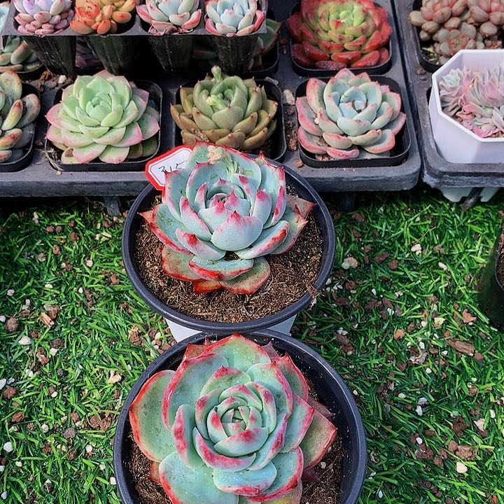 A315惊鸿仙子多肉