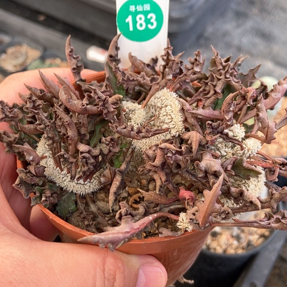 皱叶麒麟缀化群一颗仙人球