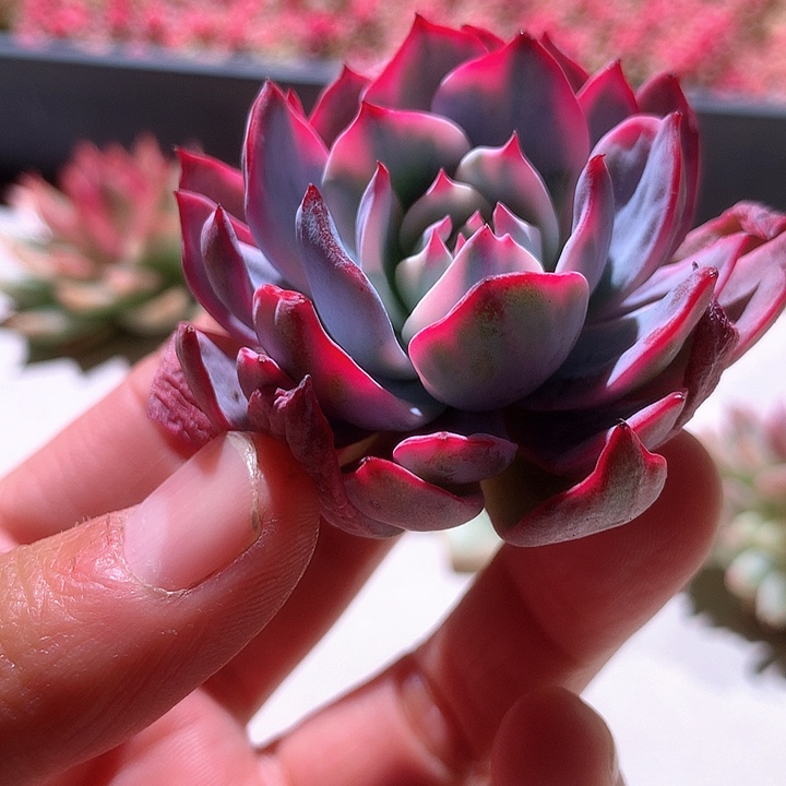 劳伦斯白覆轮锦老庄