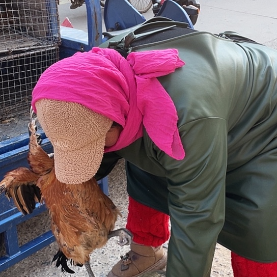 小***跑中国大陆1号公鸡杀不剁