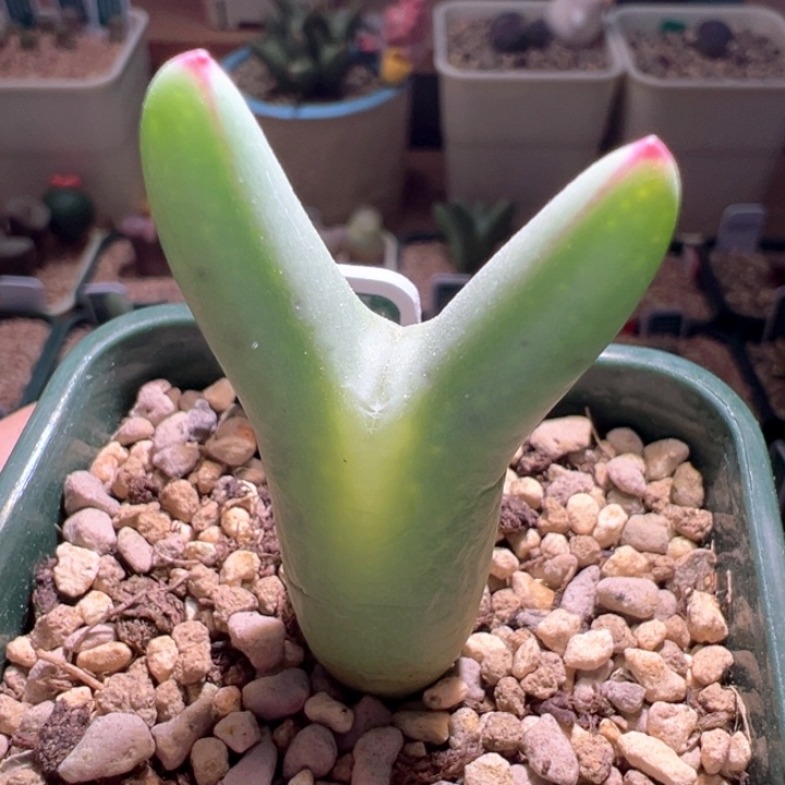 w205。母本拆头ssg0136皮卡丘 88折后价