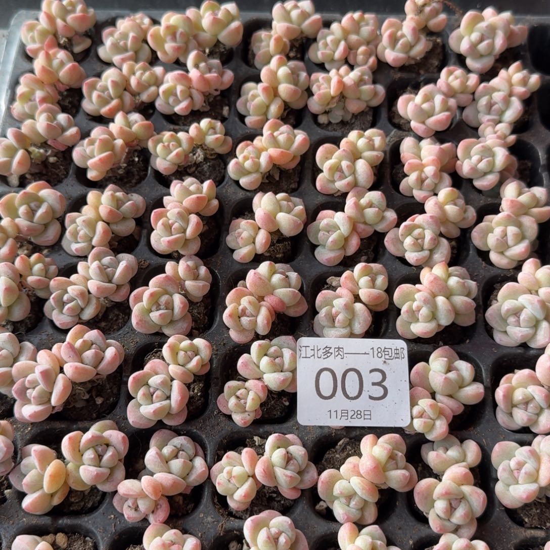 03号到手5颗，粉底双头冰玉