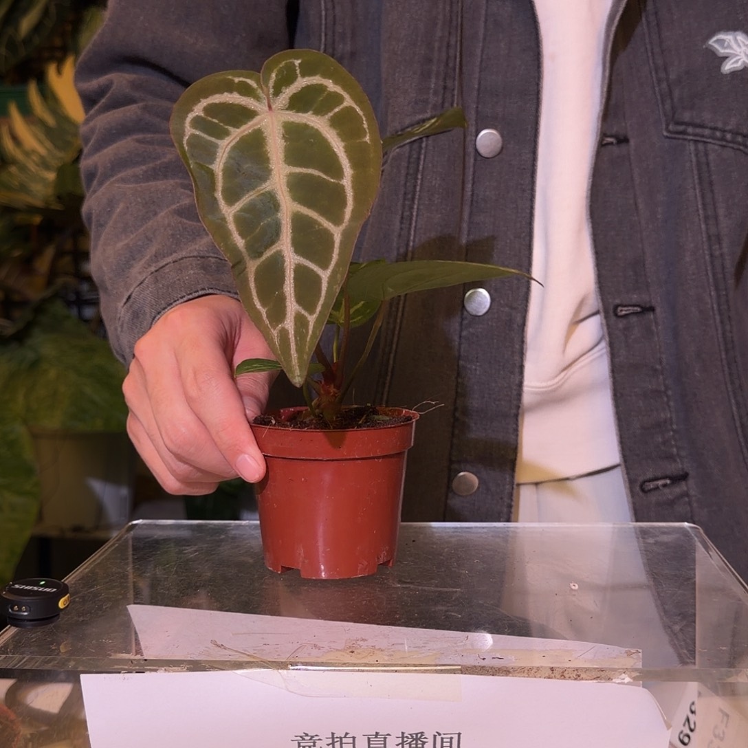 完全开放F328 米歇尔杂撕裂纹