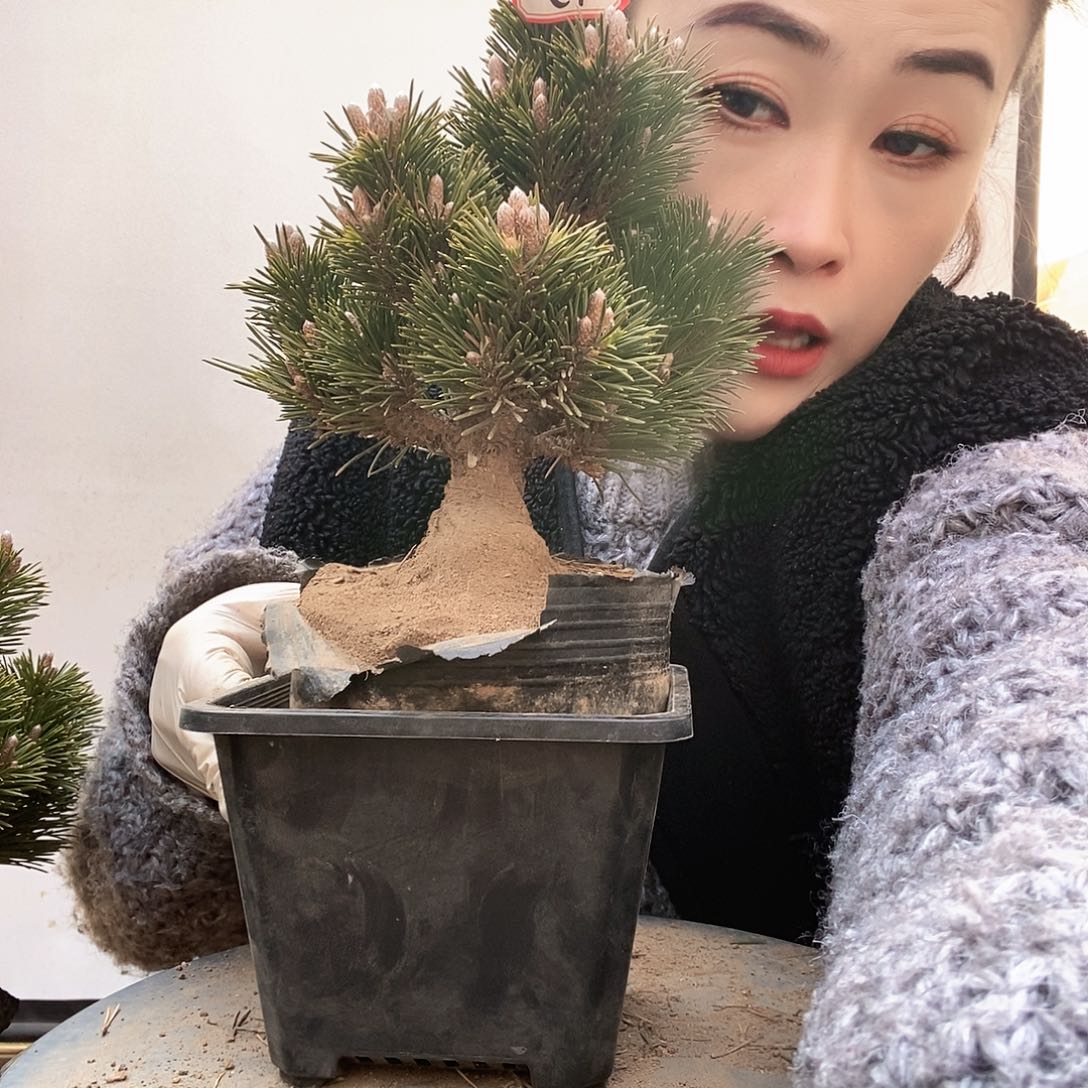 无花朵植物形态多年生草本