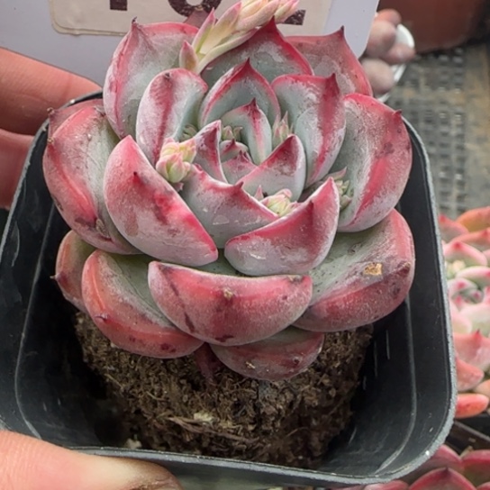 102 一物一拍多肉