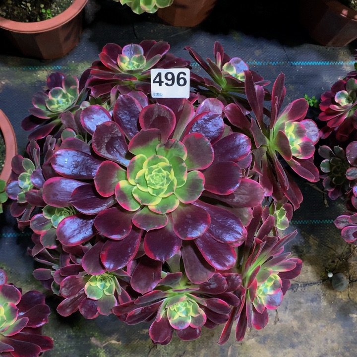 露***儿无花朵凤冠496000000