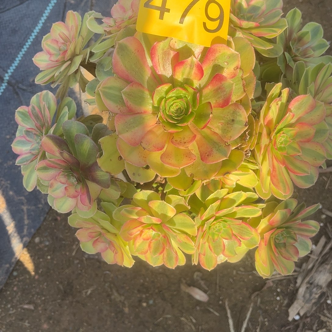 479雨荷多肉植物多肉