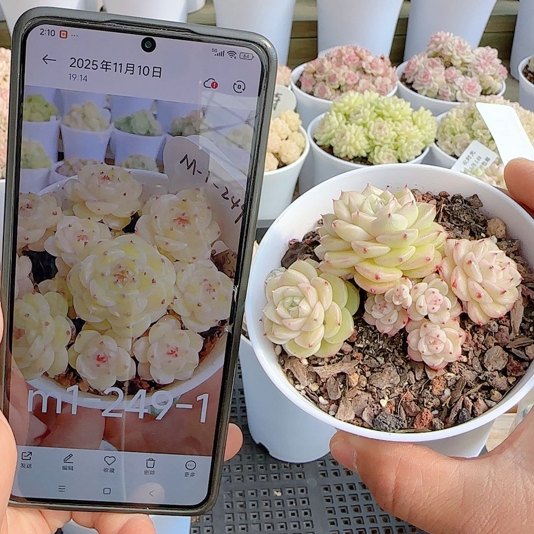 红***桃0101-64（m1-249-1）优选