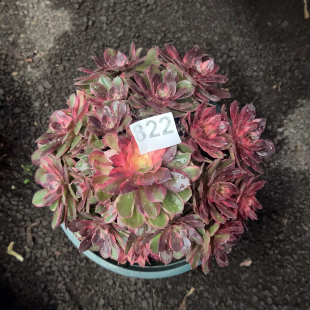 我是真的很喜欢这个