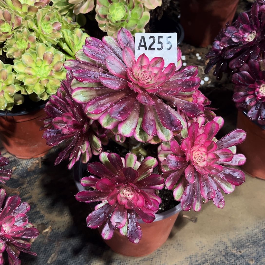 多肉植物白月光255多肉