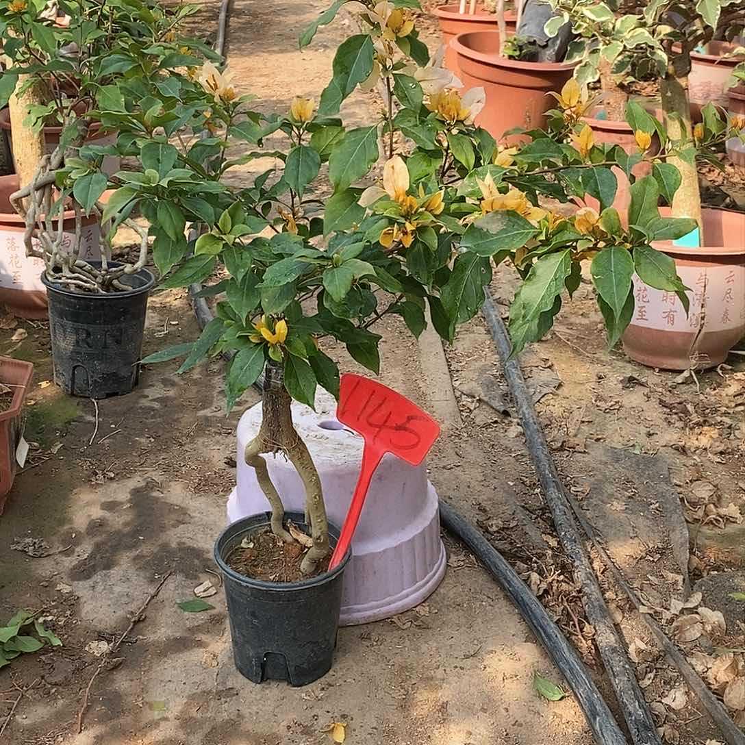 大部分开放少量花苞月朦胧1145