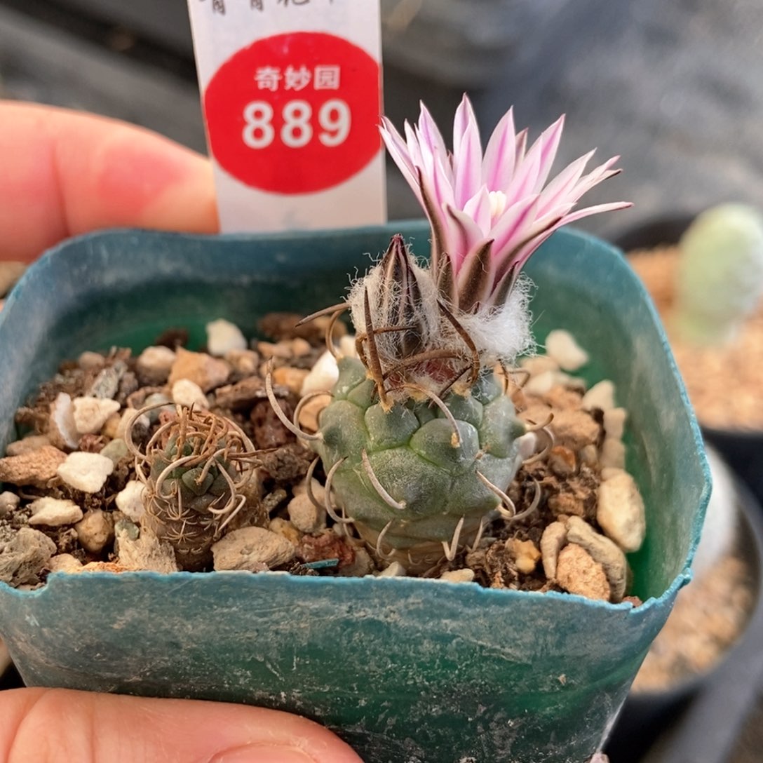 狂刺红花克娇丽两颗