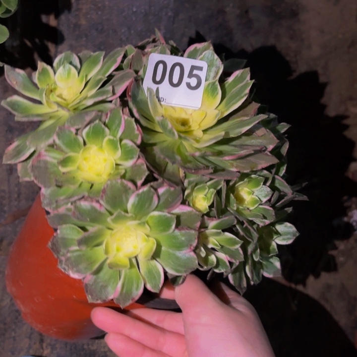 005伊丽莎白多肉植物不售后