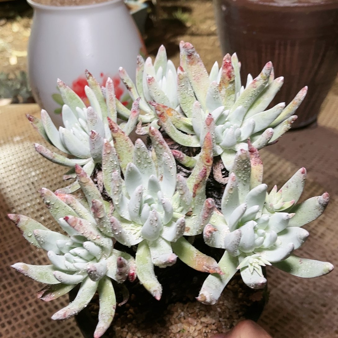 9023文森特仙女杯多肉