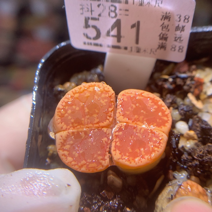 精品生石花28.541