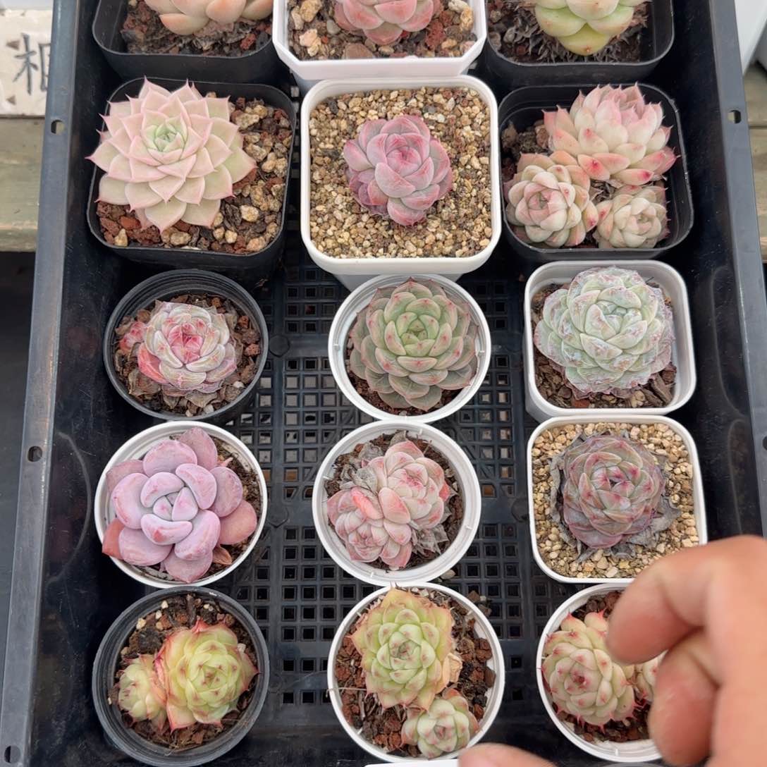 框拍框拍0218-44