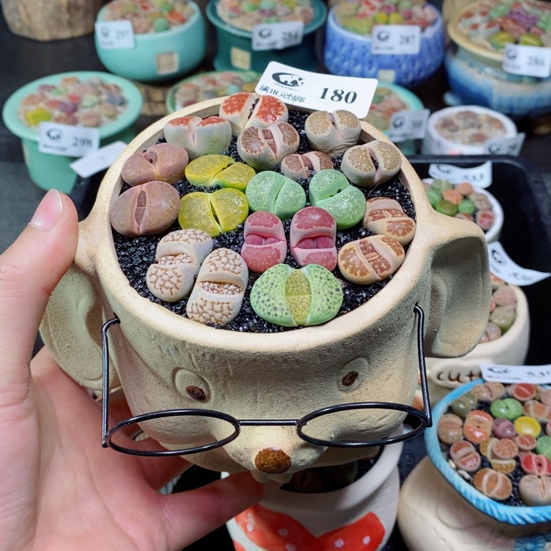 生石花花花花花180
