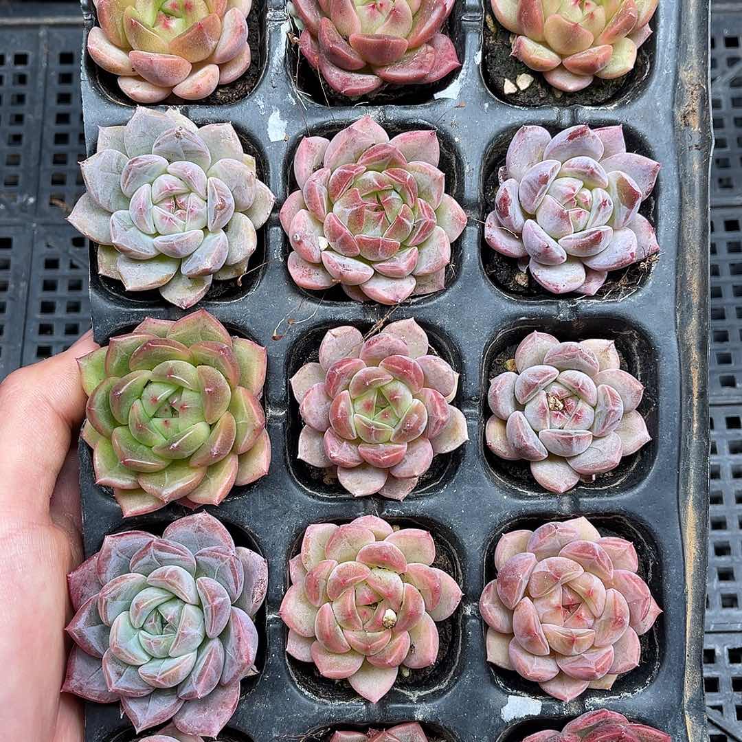 多肉一物一拍21-31