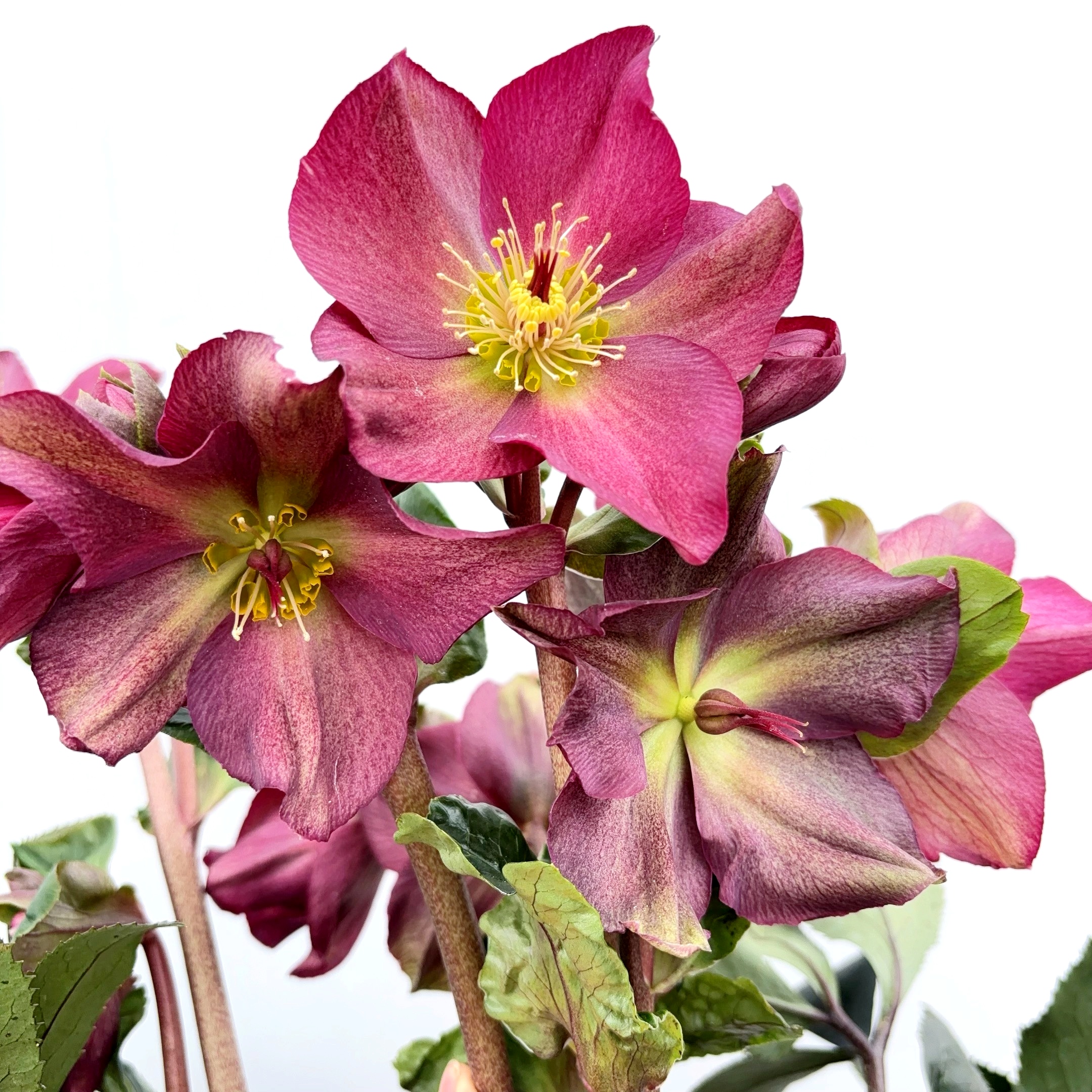 铁筷子洛神 1.5加仑圣诞玫瑰耐寒花期长 云南鲜花绿植