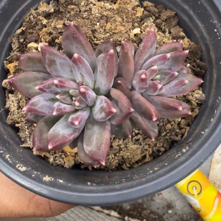 美人杂交 一物一拍