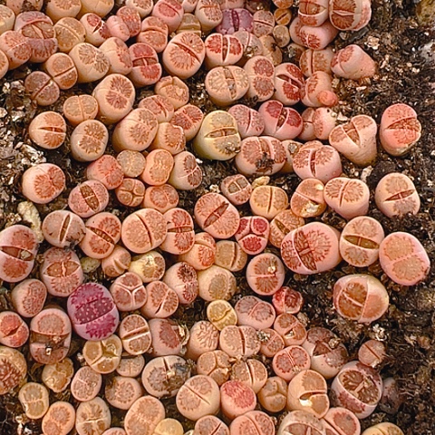 【闪购商品】24542