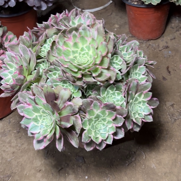 ****川多肉植物万花筒42