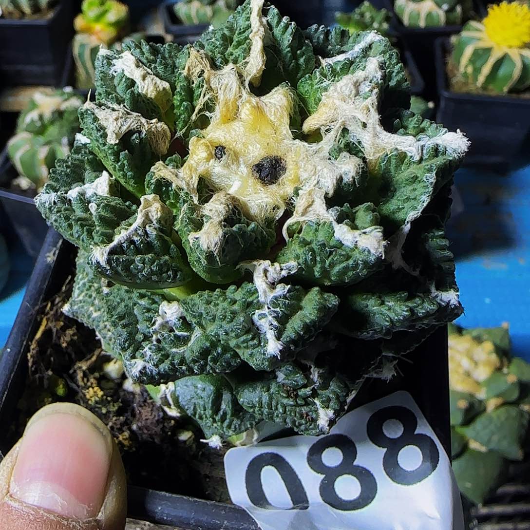 龟甲辛顿088仙人球开花