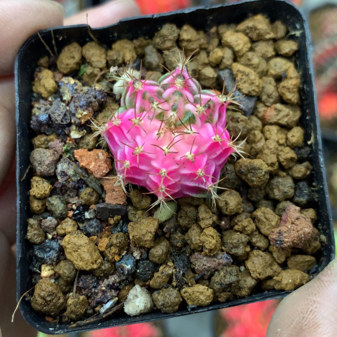 仙人球米哈粉牡丹锦