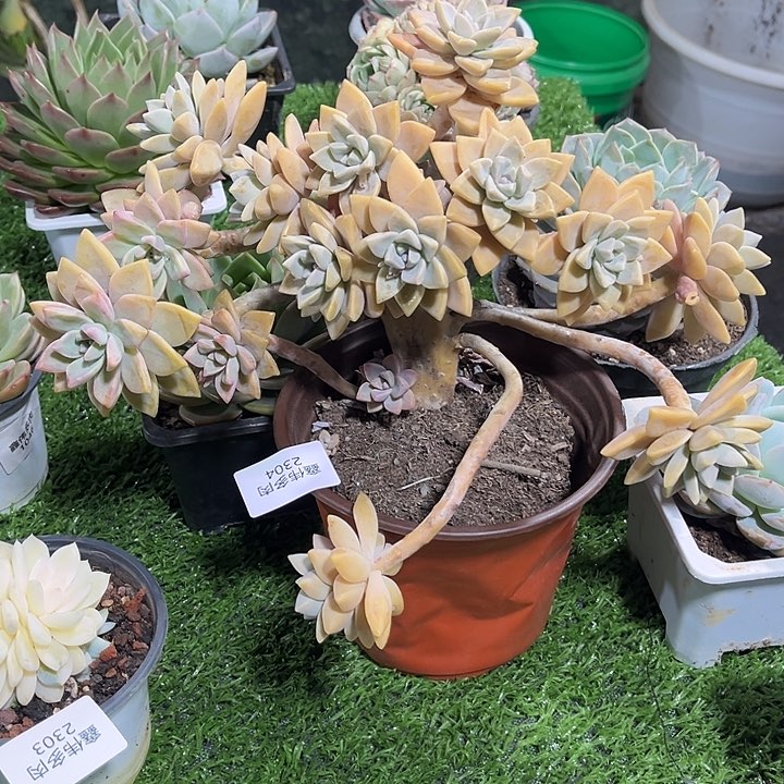 鑫伟多肉淡雪2304