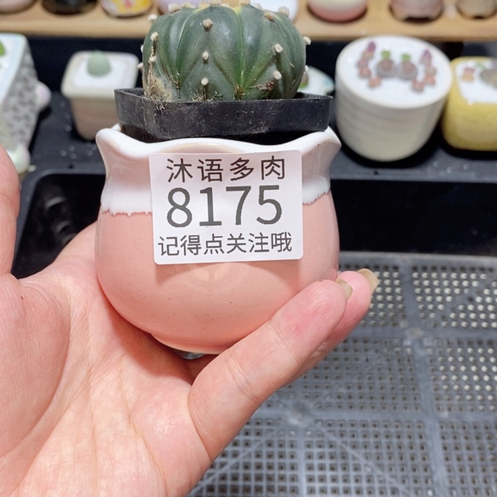 小***蓉带盆土植物 精美盆栽8175