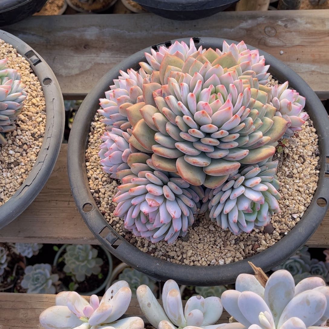 星星橙手捧官服23