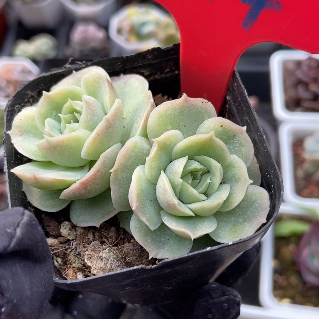 814虾饺多肉植物保护