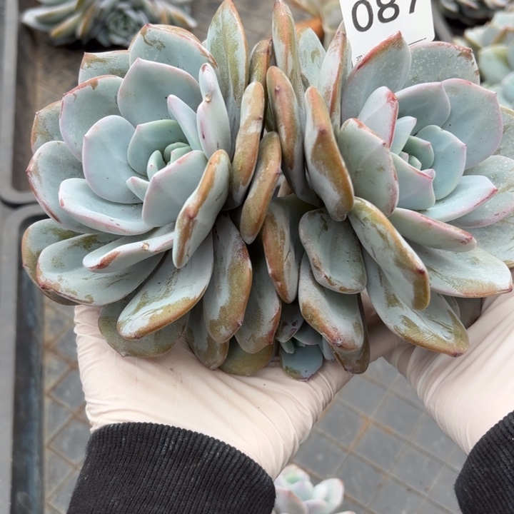 087 售后范围：签收起7天内