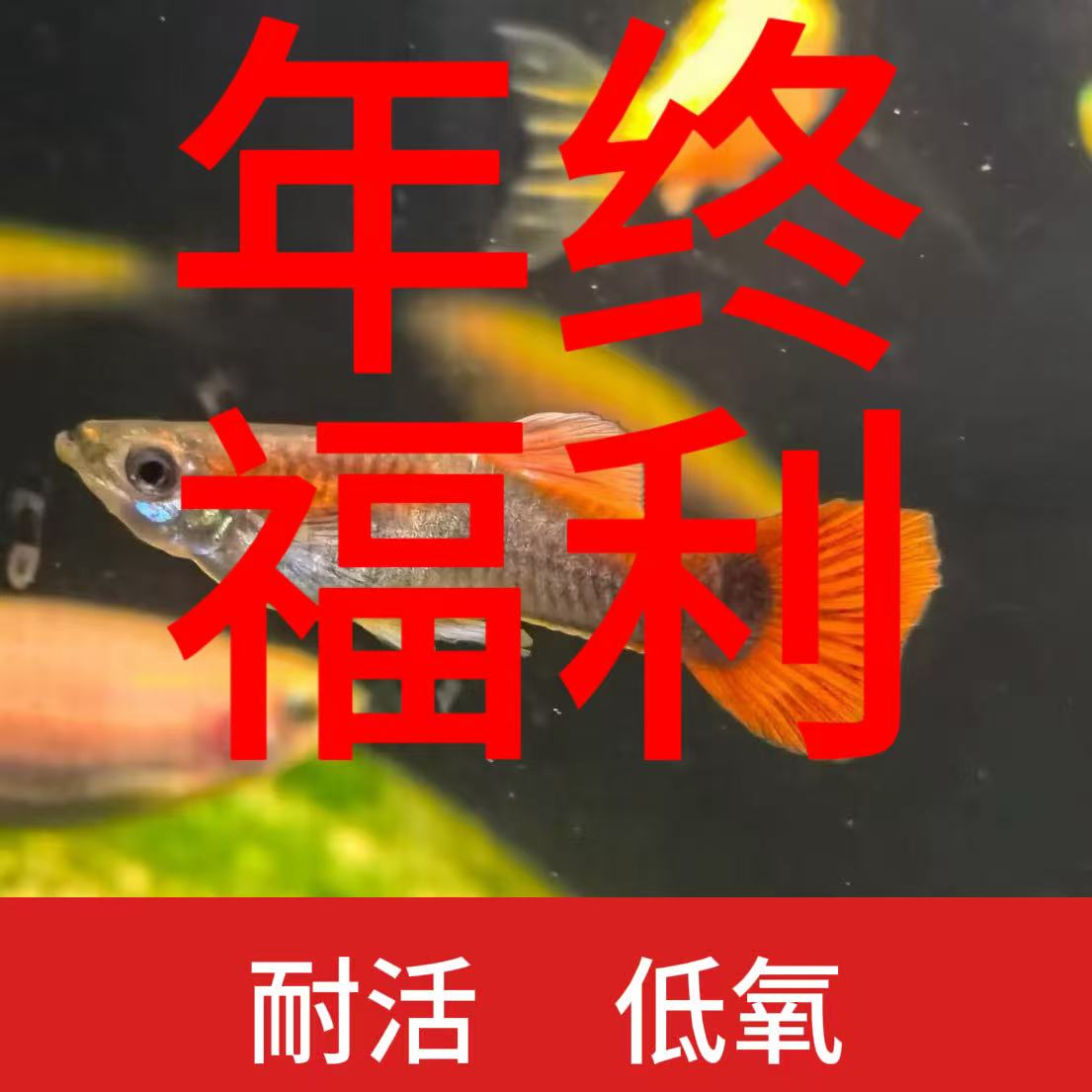 杂袍鱼新手练手好养耐活小型热带淡水凤尾鱼好看观赏胎生