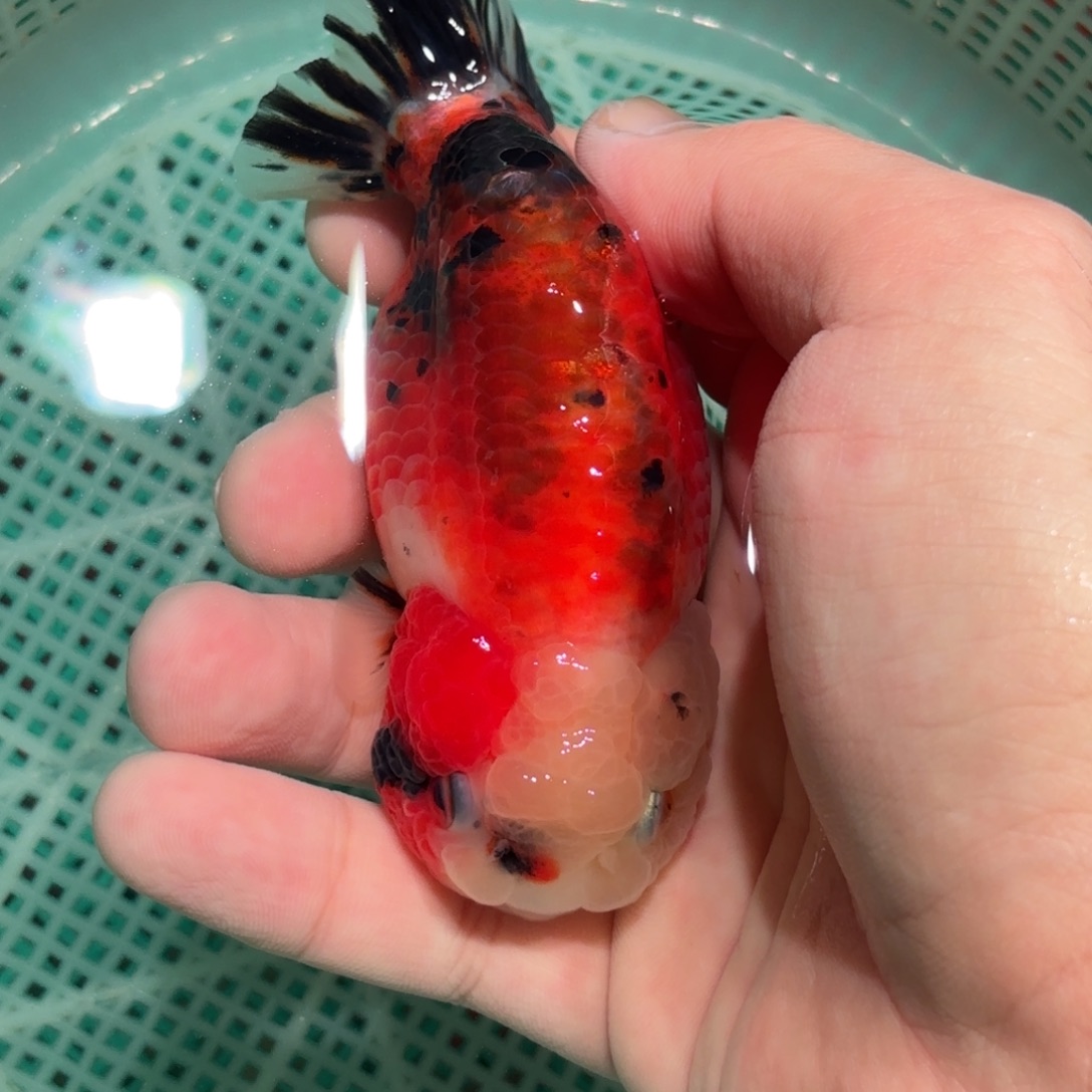 毒***利金鱼拍包装包邮，没拍包装运费到付